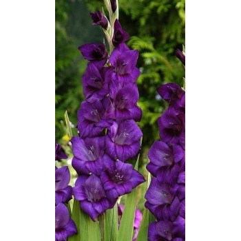 Гладиолус "Purple Flora"