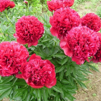 Пион молочноцветковый "Red Sarah Bernhardt"