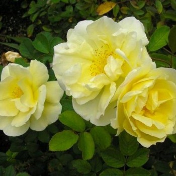 Роза морщинистая "Gelbe Dagmar Hastrup" ( Topas Jewel)