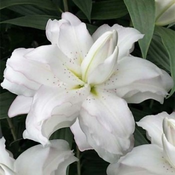 Лилия восточная  "Lotus Beauty"
