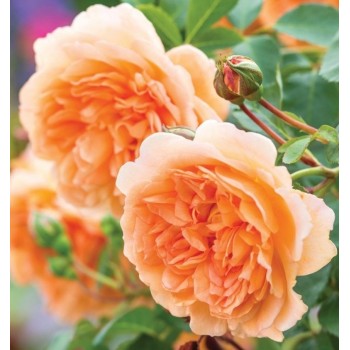 Английская роза "Dame Judi Dench"