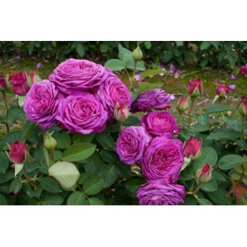 Роза миниатюрная "Heidi Klum Rose"