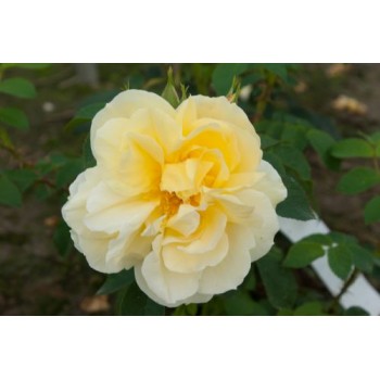 Роза морщинистая "Gelbe Dagmar Hastrup"