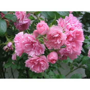 Роза морщинистая "Pink Grootendorst"