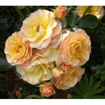 Роза морщинистая "Rugelda"