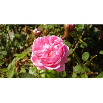 Роза моховая "Muscosa"