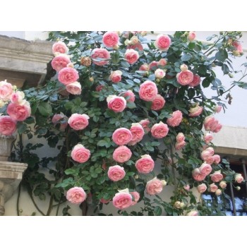Роза плетистая "Eden Rose 85" (Pierre de Ronsard)