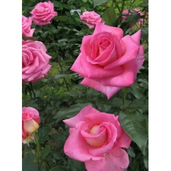 Роза плетистая "Parfum Royal"