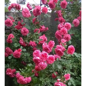 Роза плетистая "Rosarium Uetersen"