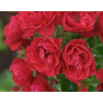 Роза почвопокровная "Flower Carpet Sorrento"