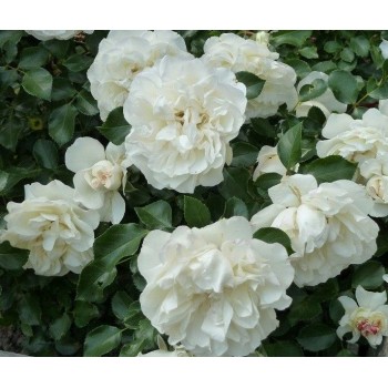 Роза почвопокровная "White Meidiland"