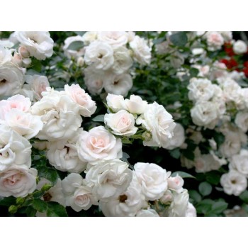 Роза флорибунда "Aspirin Rose"