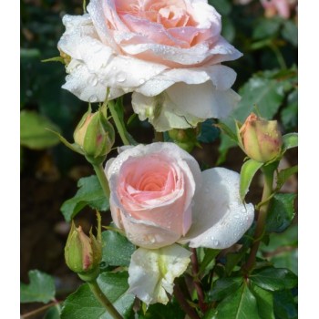 Роза флорибунда "Johann Strauss"
