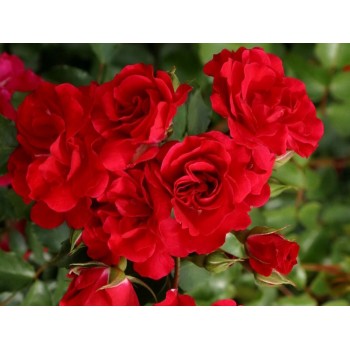 Роза флорибунда "Rotilia"