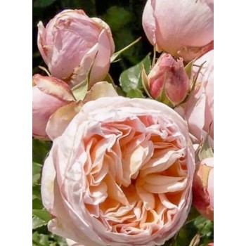 Роза чайно-гибридная "Belle Romantica" (Alexandrine)