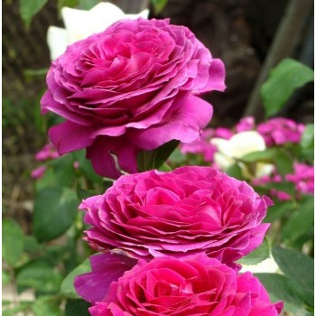 Роза чайно-гибридная "Big Purple"