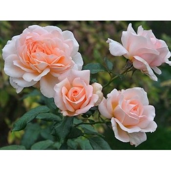 Роза чайно-гибридная "Chandos Beauty"