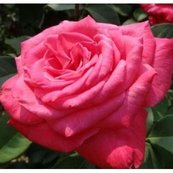 Роза чайно-гибридная "First Blush"