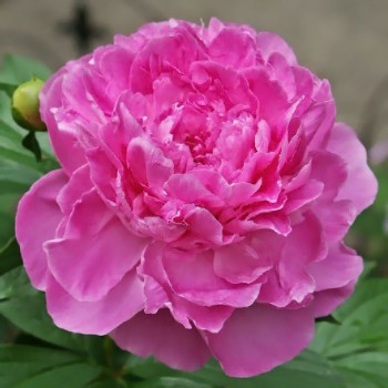 Пион молочноцветковый "Vivid Rose"