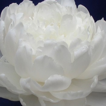 Пион молочноцветковый "White Sarah Bernhardt"