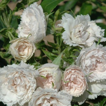 Роза морщинистая  "White Grootendorst"