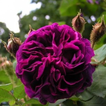 Роза моховая  "William Lobb"