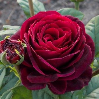 Роза чайно-гибридная "Astrid Grafin von Hardenberg"