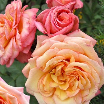 Роза плетистая "Barock"