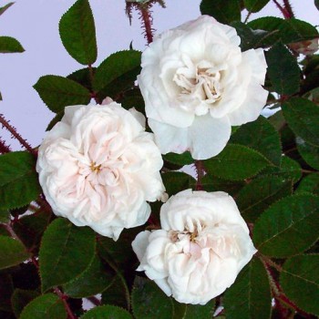 Роза моховая  "Blanche Moreau"