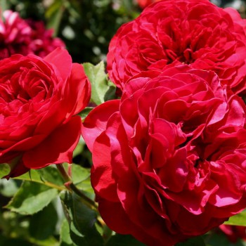 Роза флорибунда "Francois Rabelais"