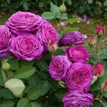 Роза миниатюрная "Heidi Klum Rose"
