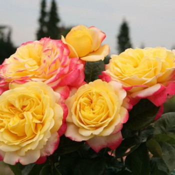 Роза чайно-гибридная "Kordes’ Jubilee"