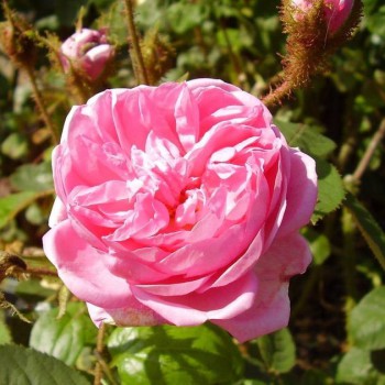 Роза моховая  "Muscosa"