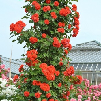 Роза плетистая миниатюрная "Orange Meillandina"