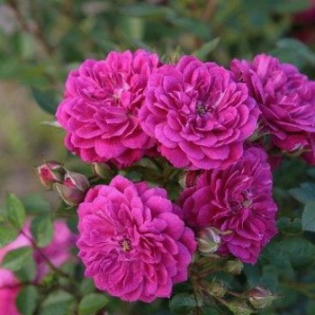 Роза почвопокровная "Purple Rain"