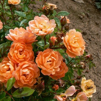 Роза миниатюрная "Suntan"