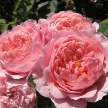 Роза английская "The Alnwick Rose"