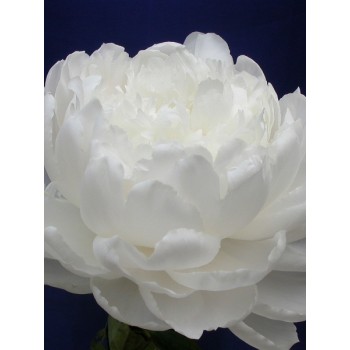 Пион молочноцветковый "White Sarah Bernhardt"