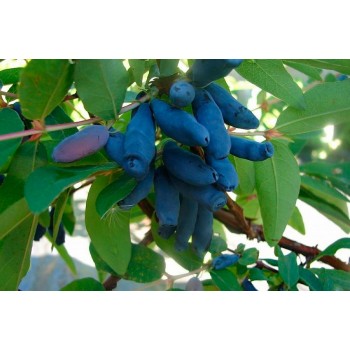 Жимолость синяя ф. съедобная "Голубое Веретено"