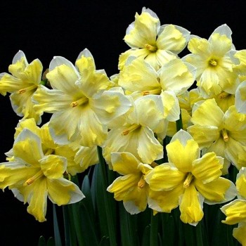 Нарцисс орхидейный "Сassata"
