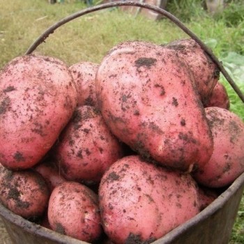Картофель "Рябинушка"/ 2 кг.