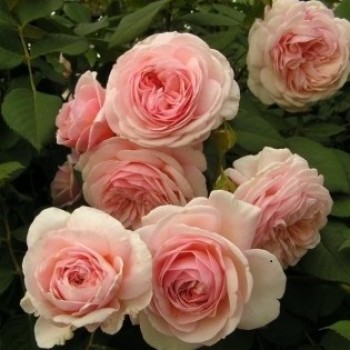 Английская роза "A Shropshire Lad"