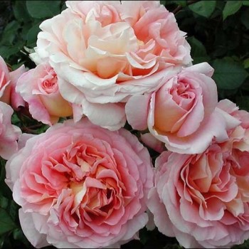 Английская роза "Abraham Darby"
