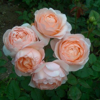 Английская роза "Ambridge Rose"