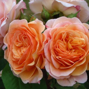 Английская роза "Charles Austin"