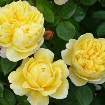 Английская роза "Charles Darwin"