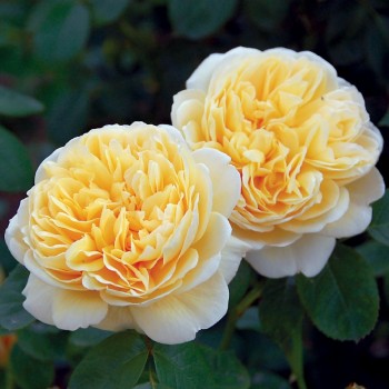 Английская роза "Charlotte"