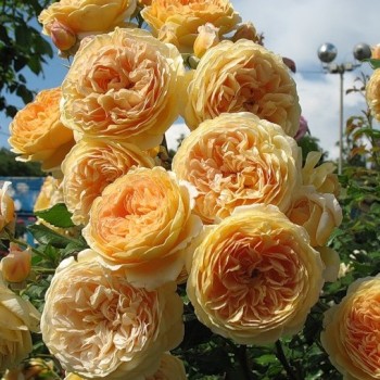 Английская роза "Crown Princess Margareta"