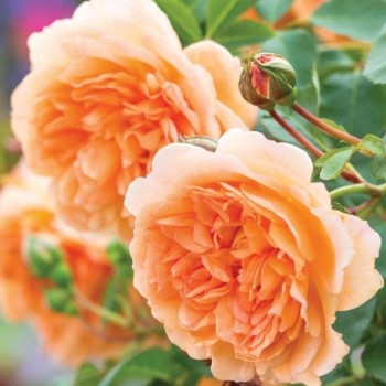Английская роза "Dame Judi Dench"