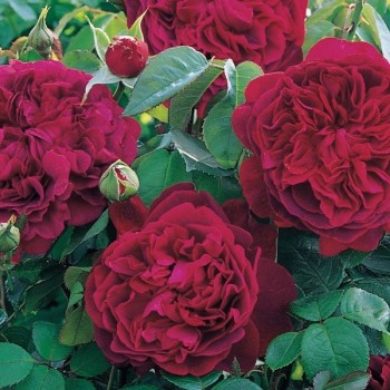 Английская роза "Darcey Bussell"